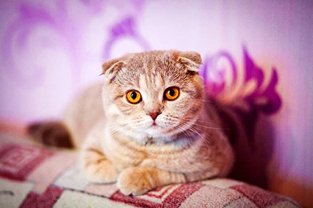 Cute Scottish Fold cat lying down on the back of a sofa and looking at the camera with golden eyes